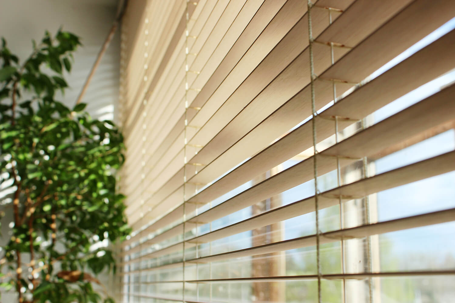 Window with horizontal blinds and a plant in the foreground